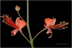 Capparis decidua